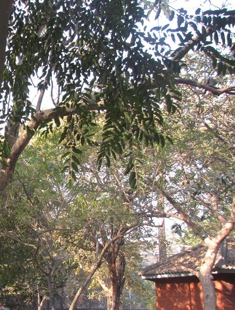 Putranjiva eFlora of India